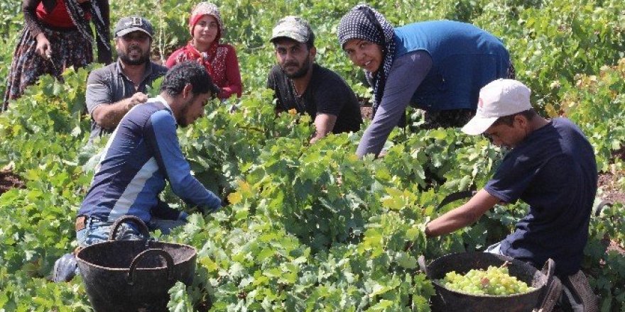 Kilis’te Üzüm hasadı sürüyor