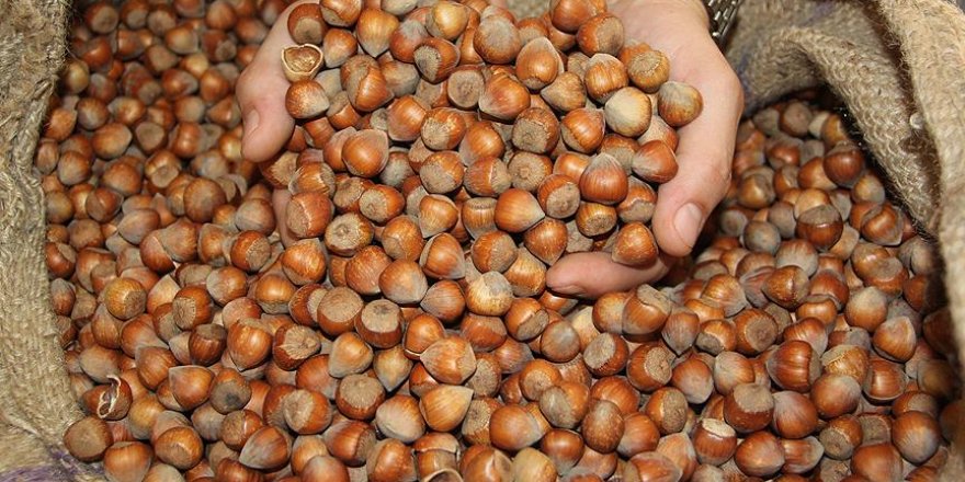 Türkiye 250 bin ton fındık ihraç etti