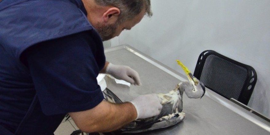 Vücudunu delen kurşunla yaralanan gri balıkçıl kuşa serum takıldı