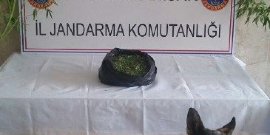 Afyonkarahisar’da jandarmadan esrar operasyonu