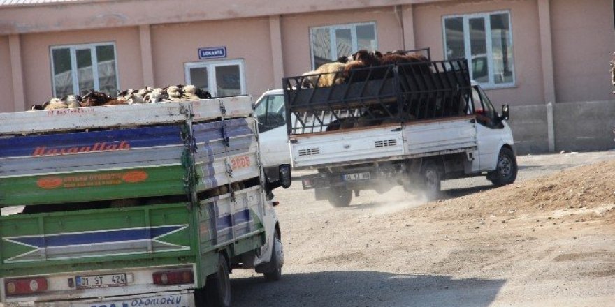 Iğdır’dan batı illerine kurbanlık sevkiyatı