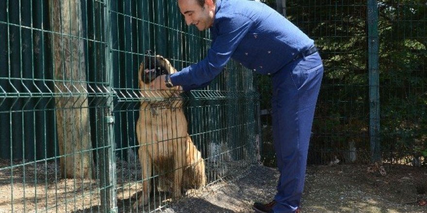 Yıldırım sokak hayvanlarına sahip çıkıyor