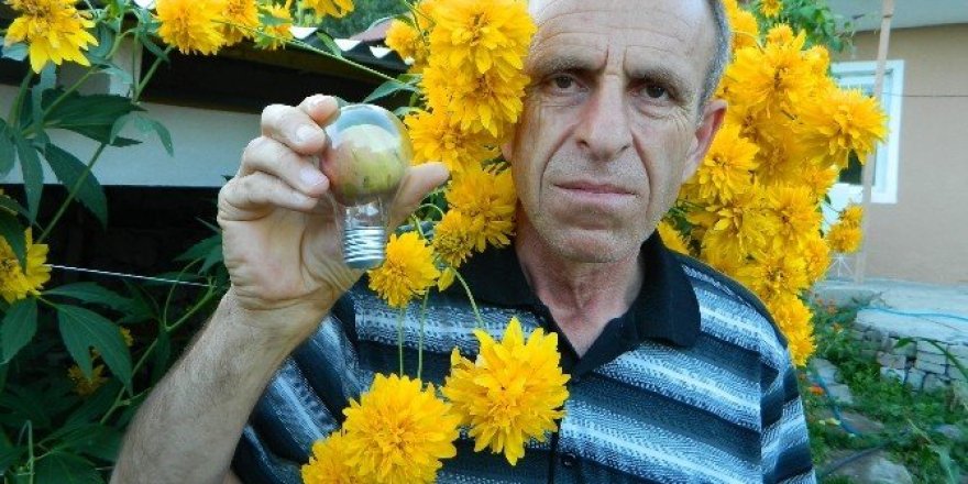 Elektrik ampulünde elma yetiştirdi