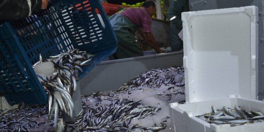 ’Vira Bismillah’ diyen balıkçı esnafının ilk geceden yüzü güldü