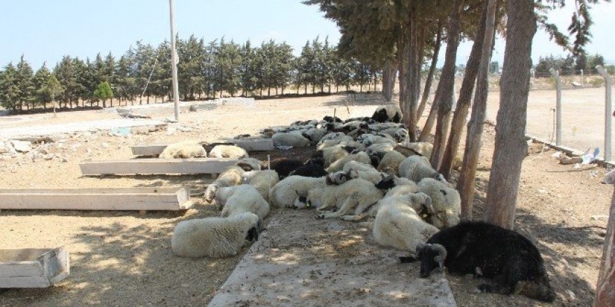 Didim’de kurban satış ve kesim yerleri belirlendi