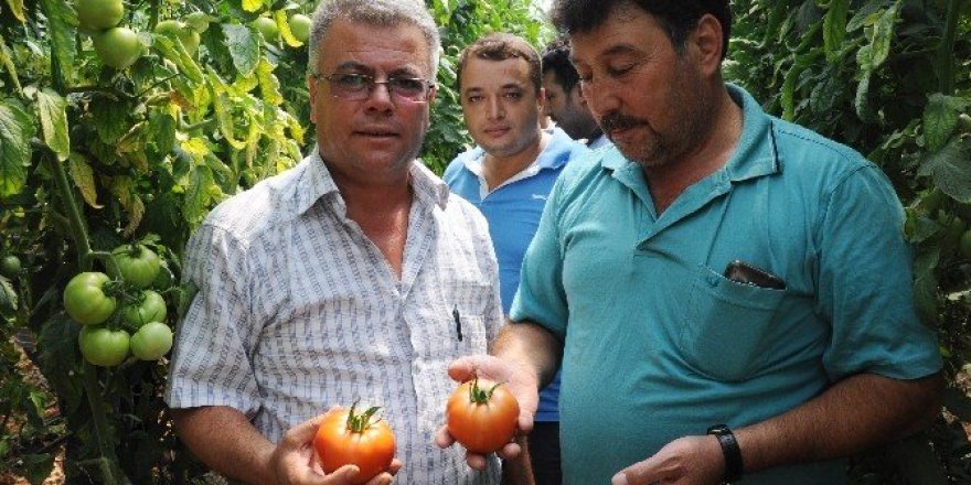İhracatlık domates yüzleri güldürüyor
