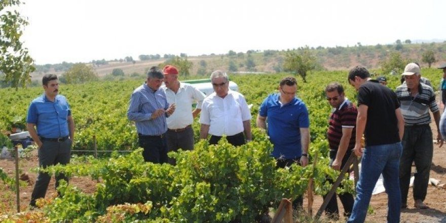 Gölbaşı ilçesinde bağ bozumu başladı