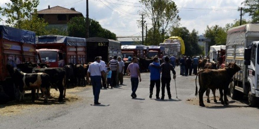 Alaplı’da kurbanlıklar yok satıyor