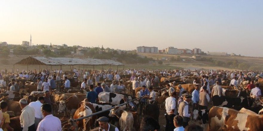 Hayvan yetiştiricileri hayvan pazarına bakım istiyor