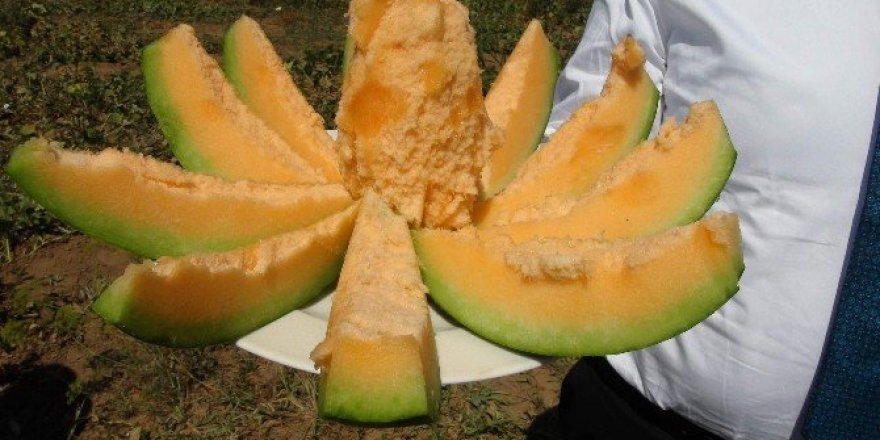Yozgat’ta yetişen muz tadındaki kavunun hasadı başladı