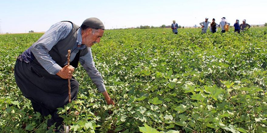 40 derece sıcakta 40 liralık yevmiye mücadelesi