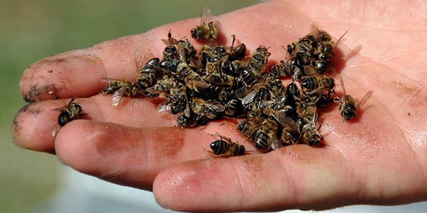 Zika paniği nedeniyle milyonlarca bal arısı öldürüldü