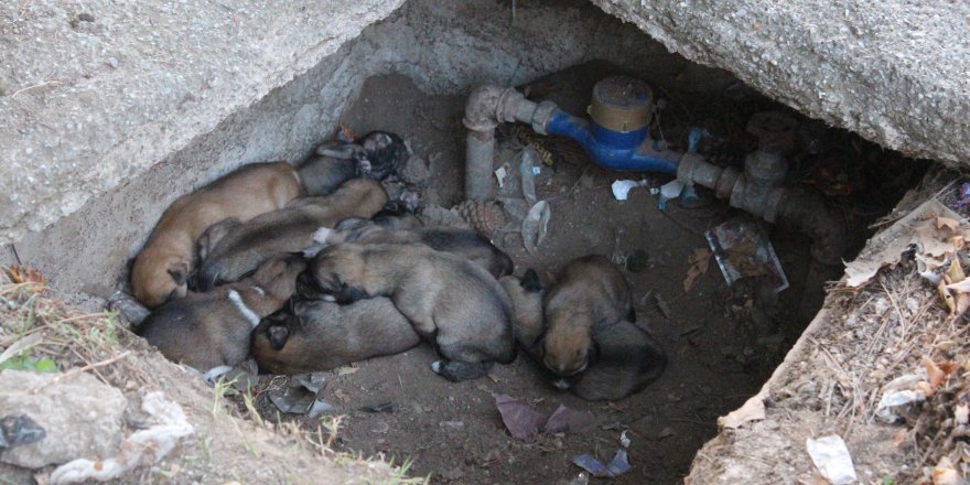 Su saati içindeki 12 köpek yavrusuna ilgi