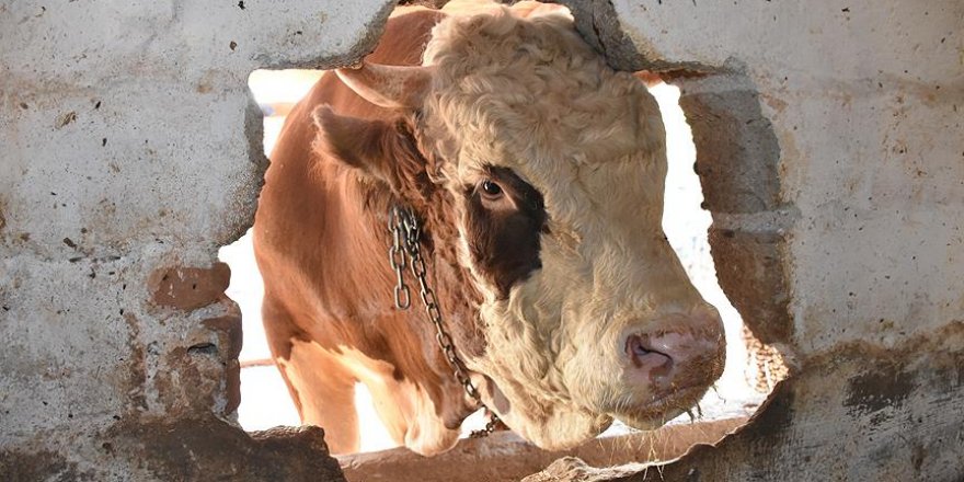 'Şampiyon Doruk' 40 bin liraya alıcısını bekliyor