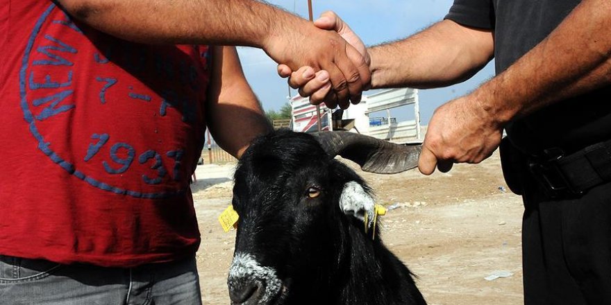 Kurbanlık alırken 'kurban' olmayın