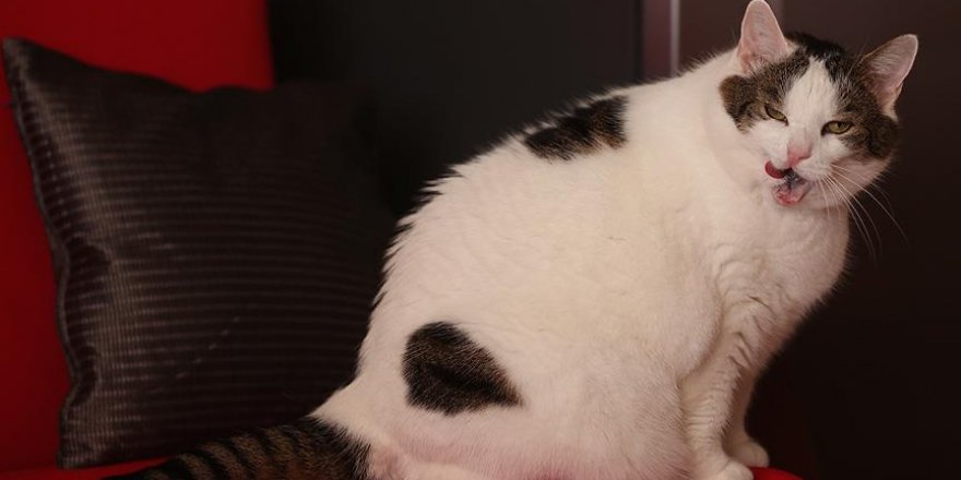 11 kiloluk kedi diyetle zayıflayacak