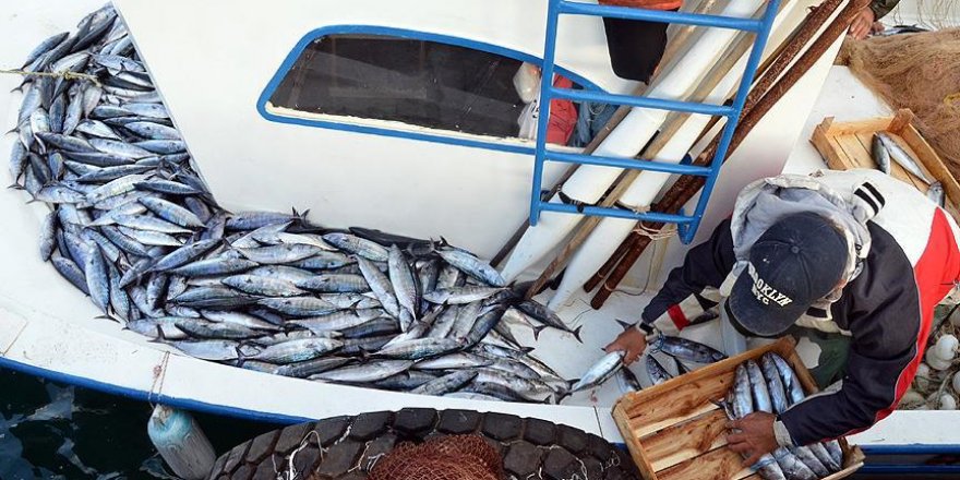 Karadeniz'de palamut bolluğu