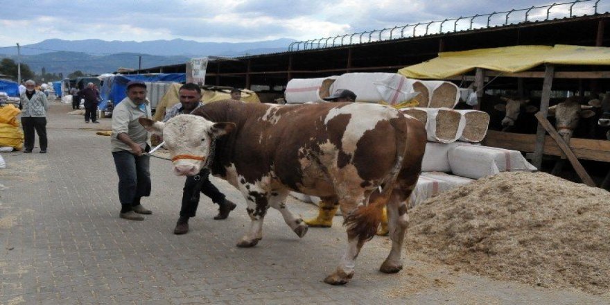 Hayvan pazarının kralı