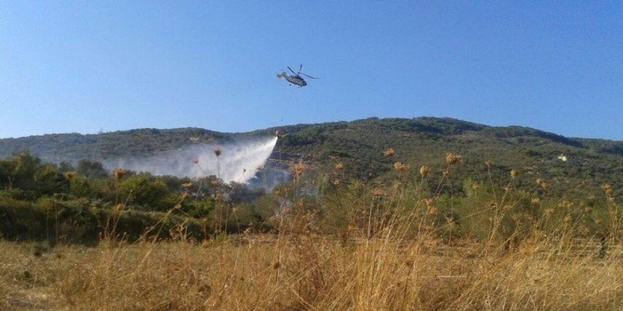 Balıkesir’de zeytinlik yangını