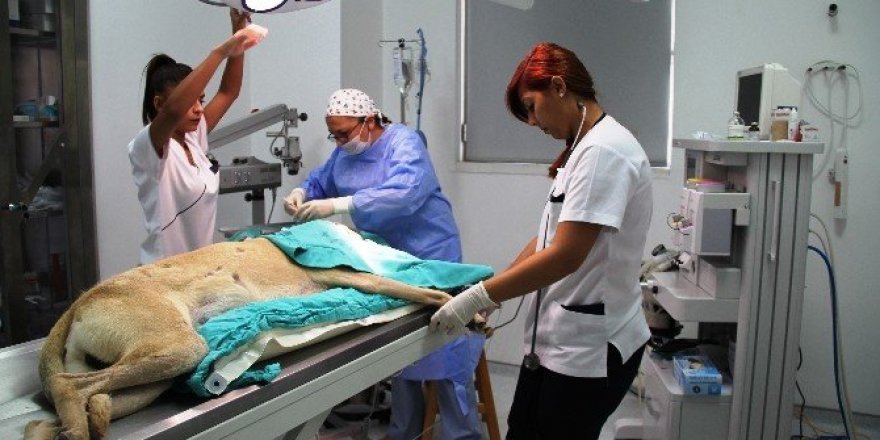 İlk Türk kadın veterinerlerin projesi dünyaya umut olacak