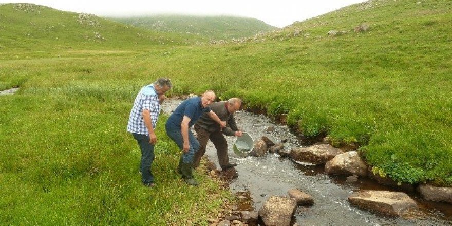 Çambaşı derelerine 50 bin alabalık bırakıldı