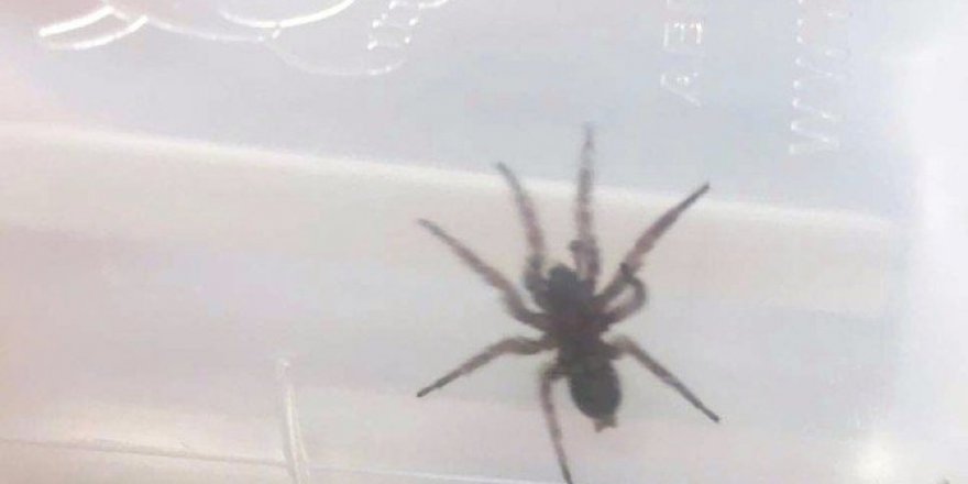 Kulağından canlı örümcek çıktı