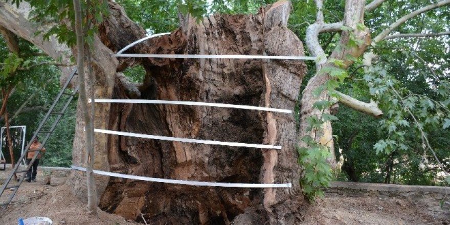 Tarihe tanıklık eden bin 200 yıllık ağaç bakıma alındı