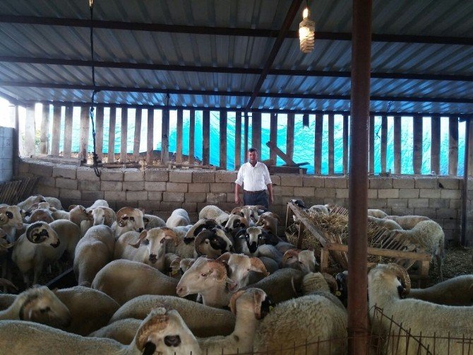 Kurbanlıklar görücüye çıktı