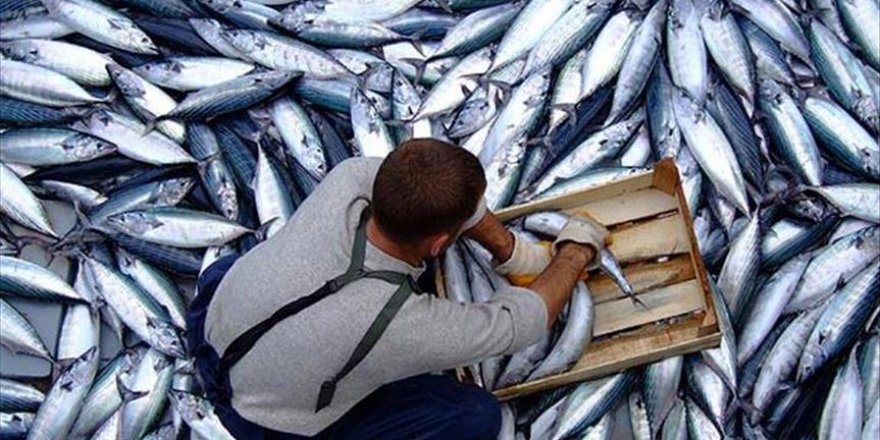 Karadeniz'de palamut bereketi