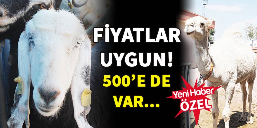 Fiyatlar uygun, deveye ilgi yok!
