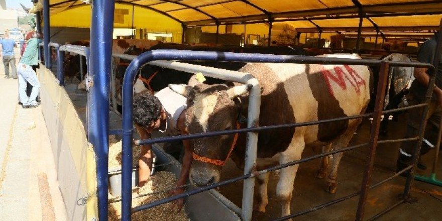 Eyüp Belediyesi 50 şehit için 50 kurban kesecek