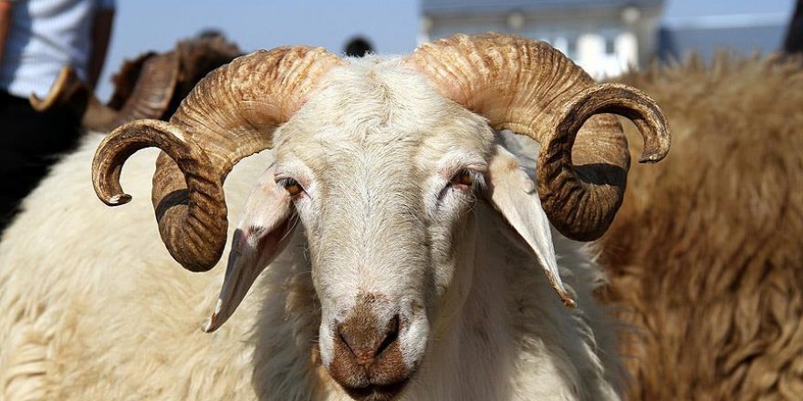 Kızılay'a kurban bağışı 40 bini geçti