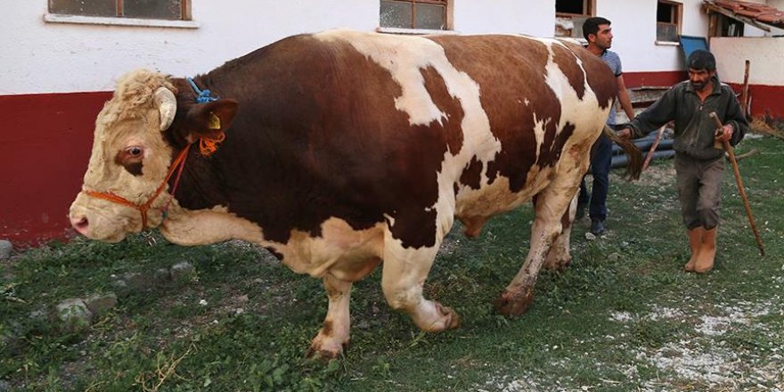 2.2 tonluk kurbanlık 'Şahin'e fiyat biçilemiyor