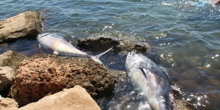 Didim açıklarında 100 kiloluk orkinoslar kıyıya vurdu