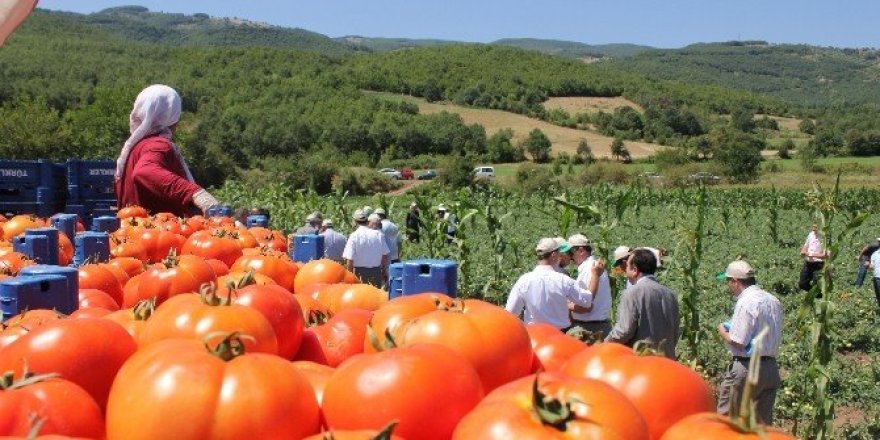 Tokat domatesi 54 ile gönderiliyor, salçası 4 ülkeye ihraç ediliyor