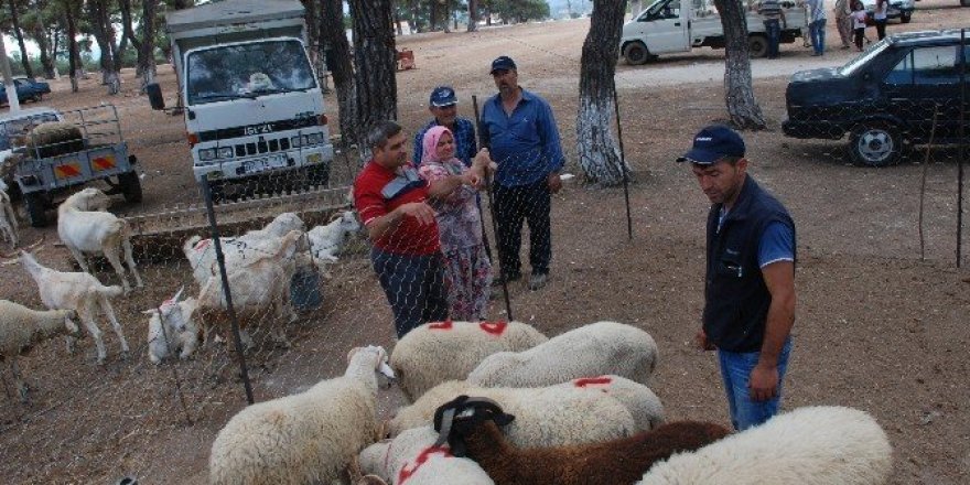 Kurbanlıklar görücüye çıktı