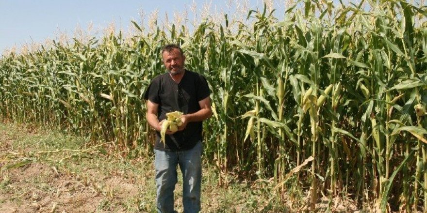 Kulu’da silaj mısırı çiftçinin yüzünü güldürüyor