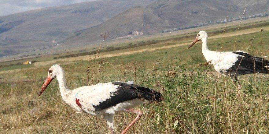 Yaralı leylekler doğaya bırakıldı