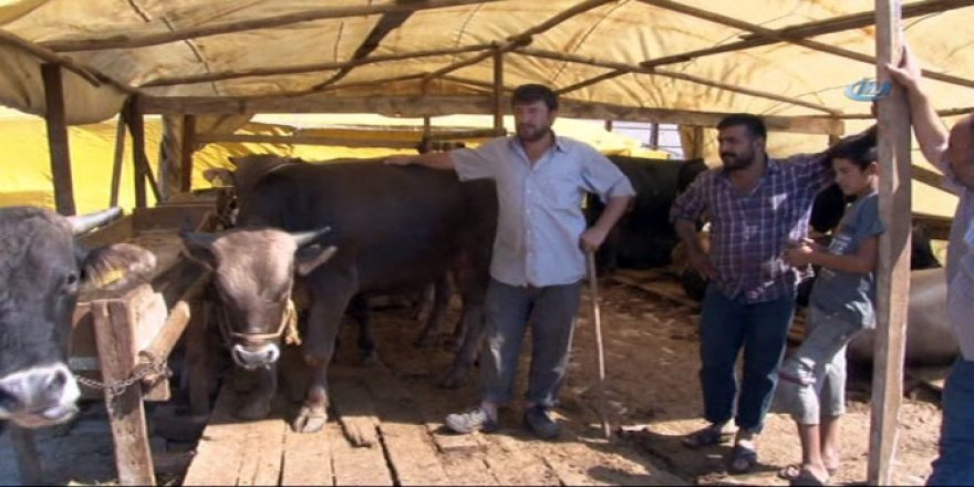 500 kiloluk kurbanlık danayı 5 dakikada çaldılar