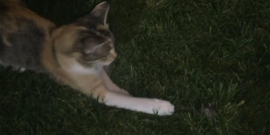 Kedi fareyle oynadı
