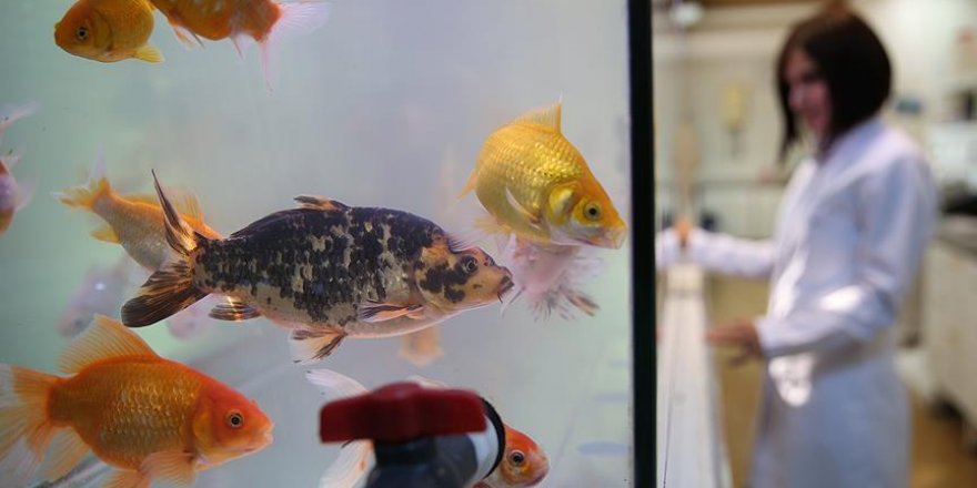 İçme suyu zehirlenmelerine ''Japon balığı'' örneği