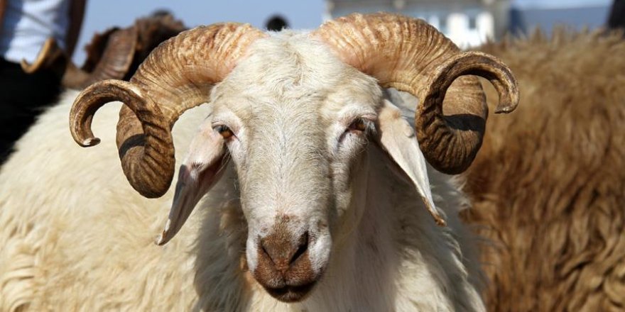 70 bin kişi Kızılay'a kurban bağışı yaptı