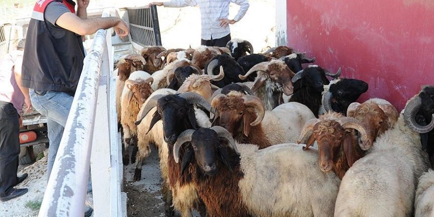 Kaçak kurbanlığa geçit yok