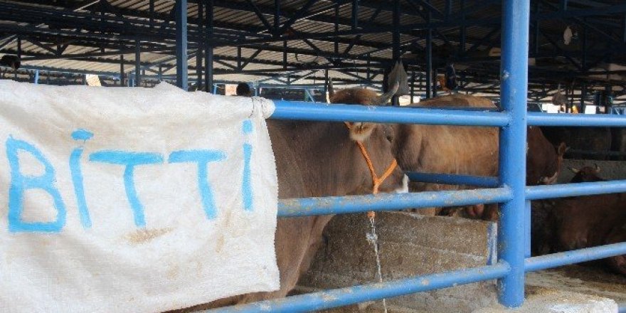 Bursa’daki hayvan pazarından renkli görüntüler