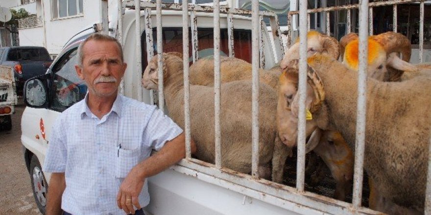 Lapseki’de kurban pazarı
