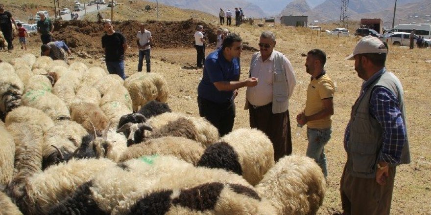 Hakkari’de kurban telaşı