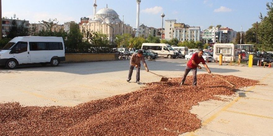 Yol kenarı fındık harmanı