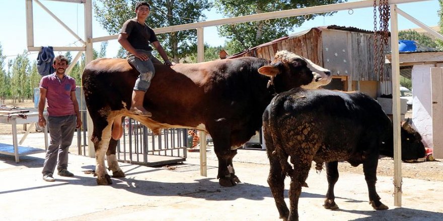 1,5 tonluk 'Yiğit' alıcısını bekliyor