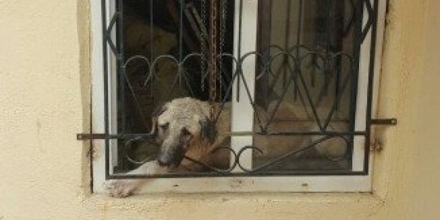 Kafası pencere demirine sıkışan köpek kurtarıldı
