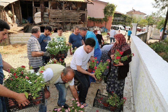 Başiskele Belediyesi, mezarlıklarda 4 bin adet mevsimlik çiçek dağıtı